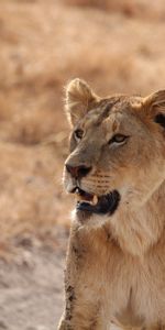 Animaux,Lionne,Sourire,Prédateur,Un Lion,Lion