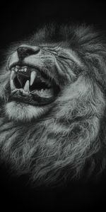 Gros Chat,Sourire,Un Lion,Fauve,Prédateur,Lion,Art