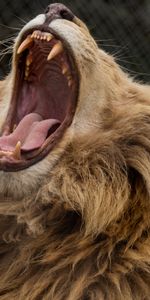 Grin,Predator,Fangs,Animals,Mane,Lion