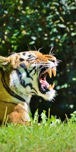 Animales,Perfil,Sonrisa,Depredador,Tigre