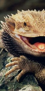 Grin,Reptile,Anger,Bloated,Animals