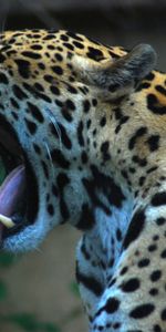 Grin,Spotted,Spotty,Language,Tongue,Animals,Jaguar