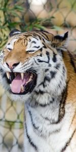 Colmillos,Sonrisa,Depredador,Animales,Tigre