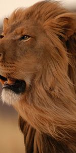 Gros Chat,Crinière,Vent,Sourire,Animaux,Un Lion,Fauve,Prédateur,Lion