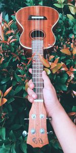 Guitar,Bush,Hand,Music