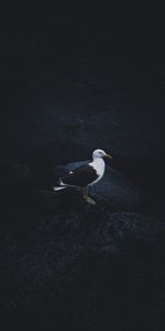 Arrière Plan Sombre,Mouette,Animaux,Oiseau,Fond Sombre