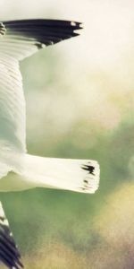 Gull,Blurred Background,Animals,Bird,Flight,Wings,Seagull