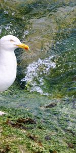 Agua,Pájaro,Gaviota,Albatros,Ave Marina,Animales