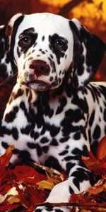 Asseoir,S’Asseoir,Dalmatien,Dalmatiens,Élever,Feuillage,Race,Animaux,Chien,Citrouille,Halloween