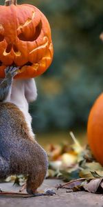 Animales,Víspera De Todos Los Santos,Ardilla,Calabaza,Máscara