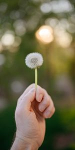 Hand,Dandelion,Macro