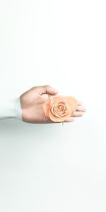 Rosa,Flor,Mano,Flor Rosa,Pared,Minimalismo