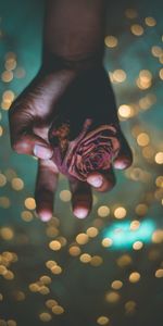 Hand,Flowers,Glare,Shine,Rose Flower,Rose,Brilliance