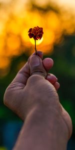 Hand,Miscellanea,Miscellaneous,Blur,Smooth,Flower,Focus