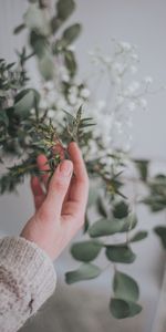 Hand,Miscellanea,Miscellaneous,Branch,Tender,Leaves