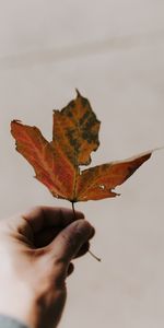 Hand,Miscellanea,Miscellaneous,Sheet,Leaf,Maple,Autumn