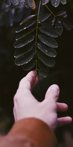 Hand,Miscellanea,Miscellaneous,Sheet,Plant,Leaf,Fingers