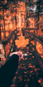 Hand,Miscellanea,Sheet,Leaf,Autumn,Miscellaneous,Maple