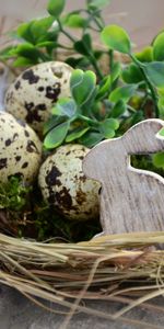 Hare,Easter Eggs,Holidays,Easter,Feather