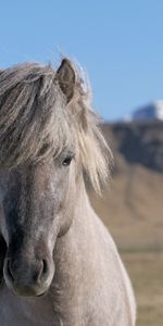 Animales,Cabeza,Montañas,Melena,Caballo