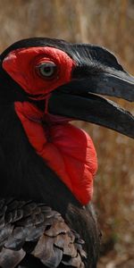 Le Bec,Bec,Diriger,Corbeau Kaffir Cornu,Corbeau À Cornes Kafar,Tête,Animaux,Oiseau