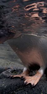 Head,Paws,Stones,Penguin,Water,Animals