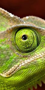 Head,Scales,Animals,Scale,Iguana,Eyes