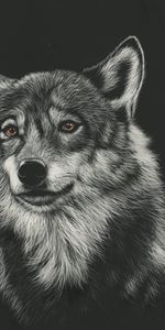 Head,Wolf,Picture,Predator,Drawing,Art