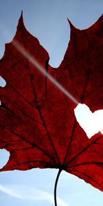 Heart,Sky,Sheet,Leaf,Maple,Love