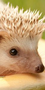 Hedgehogs,Animals