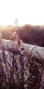 Herbs,Herbage,Log,Field,Fence,Hedge,Nature