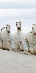 Herd,Animals,Shore,Bank,Sand,Horses