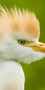 Heron,Bird,Head,Animals,Background,Feather