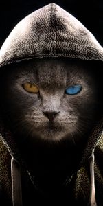 Heterochromia,Serious,Miscellanea,Miscellaneous,Cat,Dark,Hood