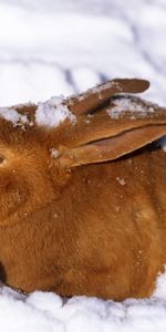 Hide,Hare,Animals,Cold,Snow