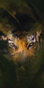 Hide,Opinion,Sight,Tiger,Animals,Eyes