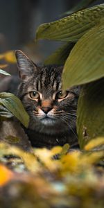 Cacher,Vue,Opinion,Animal,Animaux,Feuilles,Chat