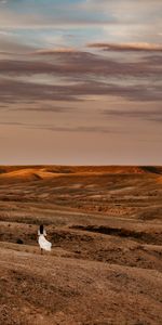 Les Collines,Collines,Nature,Désert,Silhouette,Fille,Paysage