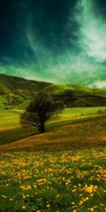 Hills,Nature,Field,Flowers,Landscape