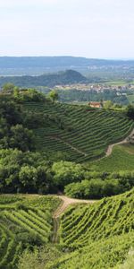 Naturaleza,Las Colinas,Veneto,Véneto,Treviso,Colinas,Paisaje,Italia