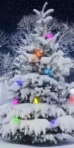 Fêtes,Sapin De Noël,Guirlande,Arbres,Arbre De Noël,Gel,Givre,Neige