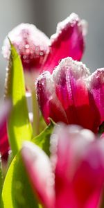 Hoarfrost,Frost,Flowers,Tulips,Petals