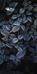 Planter,Feuilles,Plante,Gel,Givre,Macro