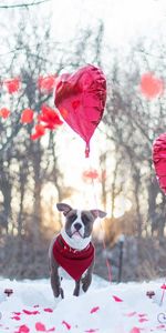 Animaux,Vacances,Hiver,Chien