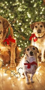 Holiday,Fir,Christmas Tree,Animals,Dogs