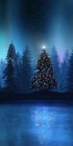 Holidays,New Year,Fir Trees