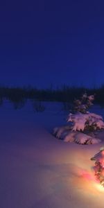 Holidays,New Year,Fir Trees,Snow