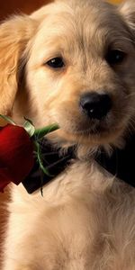 Holidays,Roses,Dogs,Animals