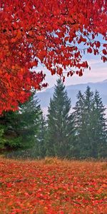 Vacaciones,Árboles,Otoño