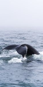 Horizon,Animal,Whale,Tail,Animals,Sea